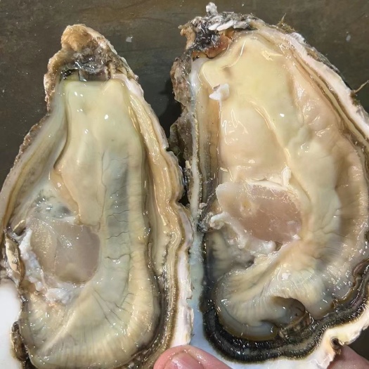 大规格！乳山精品零夹瘦生蚝！精品货！一手货源！产地直销！