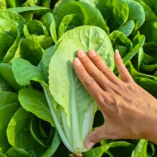 昆明快菜