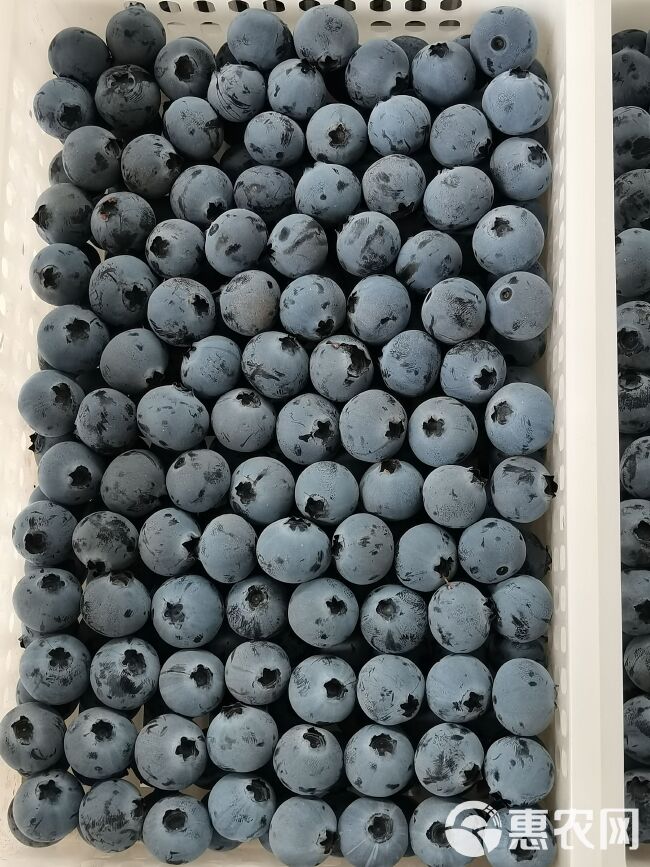 山东新鲜蓝莓大量上市品种多，规格齐全，货源充足，支持全国代发