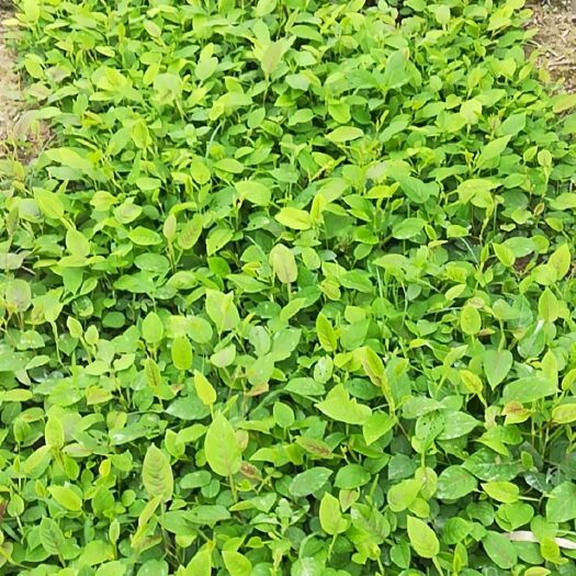 廉江市葫芦茶苗