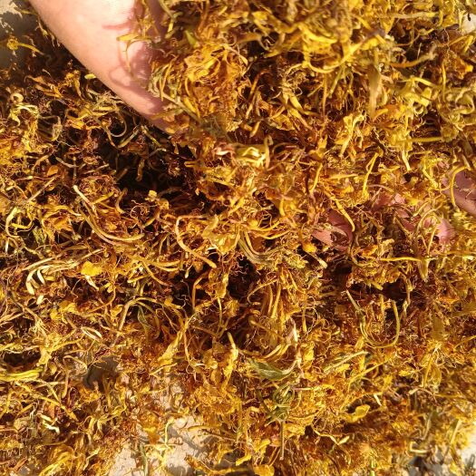 金銀花（非人工種植）無(wú)硫。自然曬干