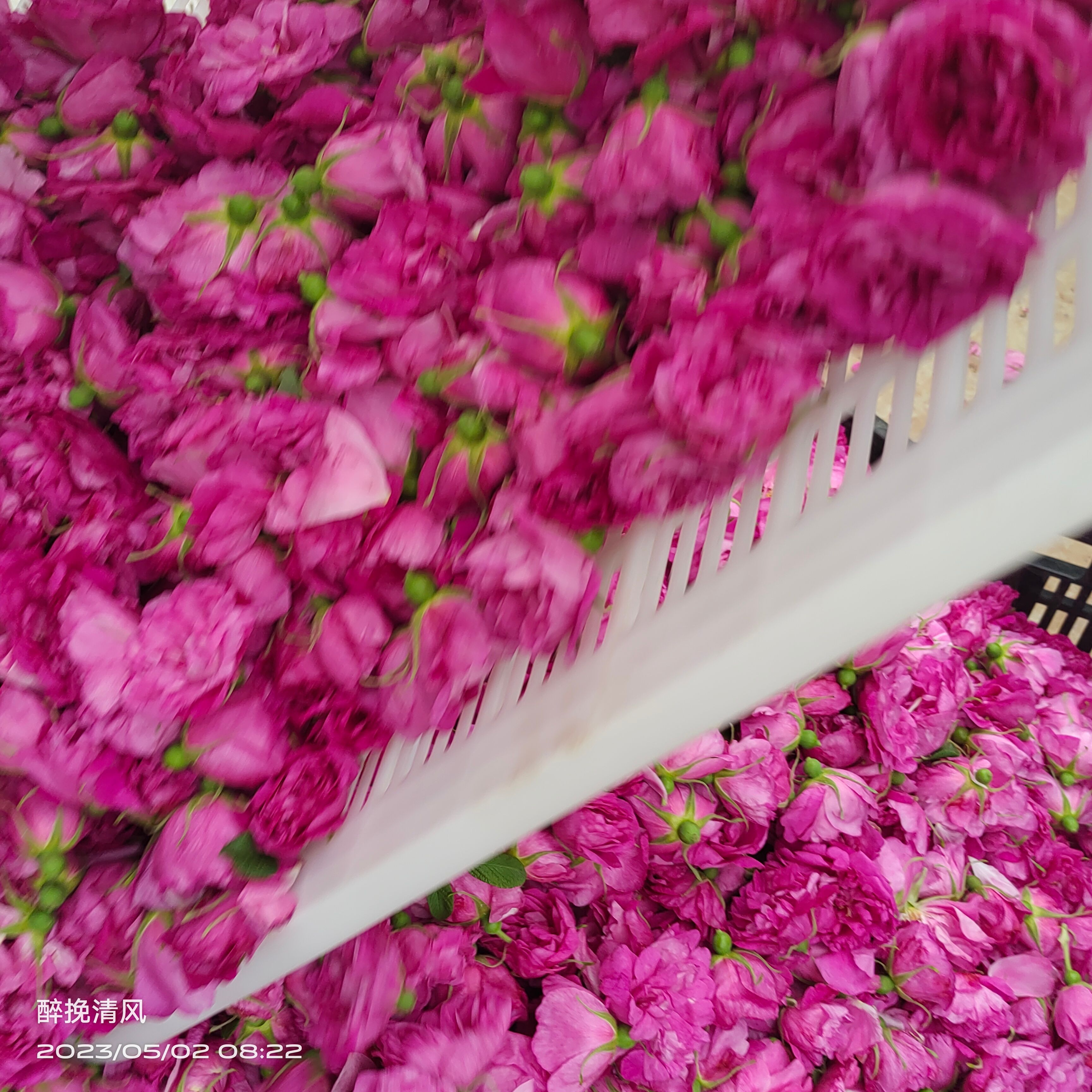 平阴玫瑰鲜花冠 手摘鲜花冠 鲜花蕾，平阴万亩玫瑰种植加工基地