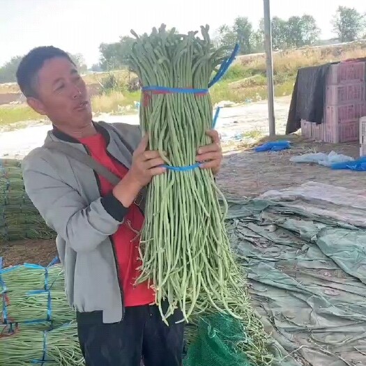 莘县精品长豆角