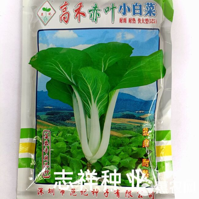 范记高禾赤叶小白菜种子抗病耐雨耐热快大型(525)菜农专用种