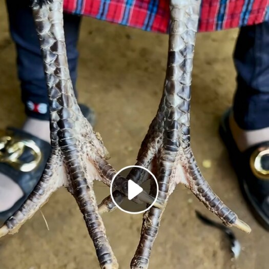 郓城县越南鬼母