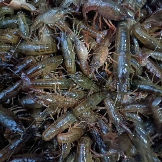 潜江市小龙虾苗：湖北潜江万亩养殖场，一手货源充足，成活率高。