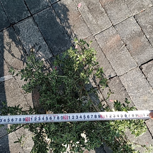 成都六月雪笼子