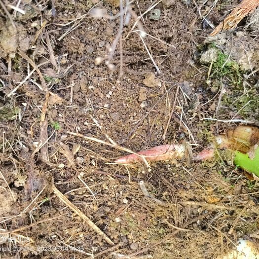 马关县阳菏现状需要的老板可以提前联系了