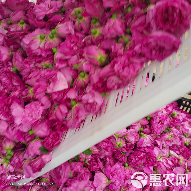 平阴玫瑰鲜花冠 手摘鲜花冠 鲜花蕾，平阴万亩玫瑰种植加工基地