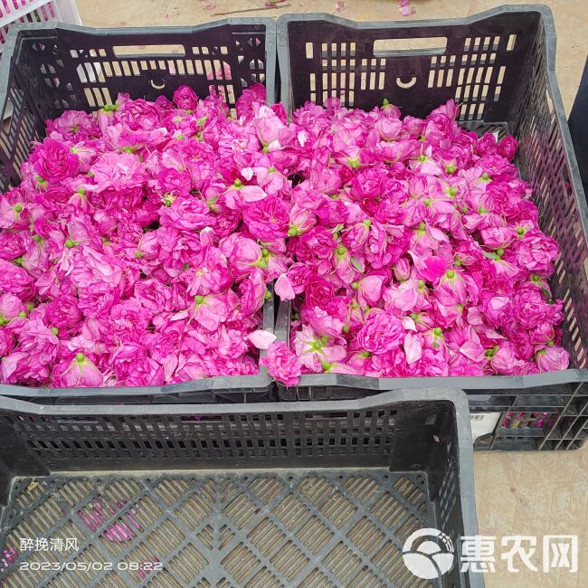 平阴玫瑰鲜花冠 手摘鲜花冠 鲜花蕾，平阴万亩玫瑰种植加工基地