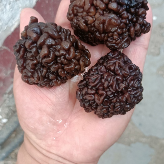 核桃菌批发零售猴脑菇，松花菌玛卡菌，猴脑菌基地一手货源批发零