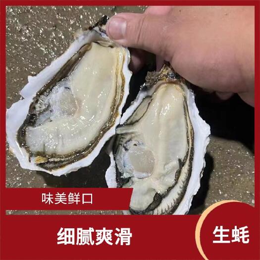 烟台乳山生蚝批发2.5两/只肉大壳薄精品三倍体源头发货