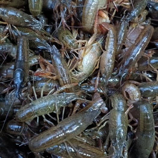 潜江市湖北潜江小龙虾苗，全农户精养深水虾苗，体质好无病毒，耐运输。