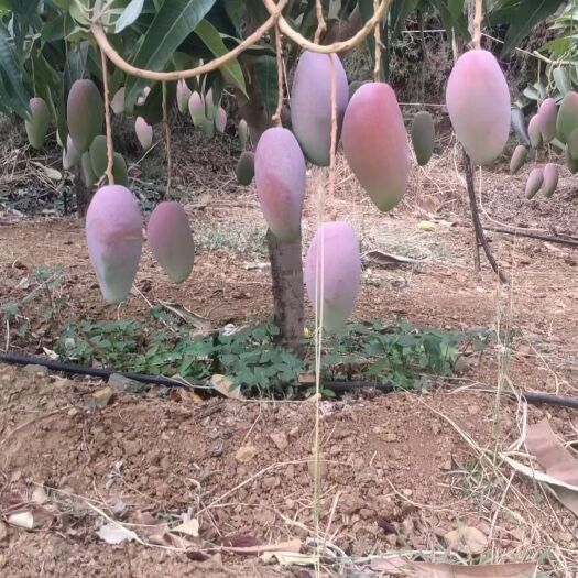贵妃芒果