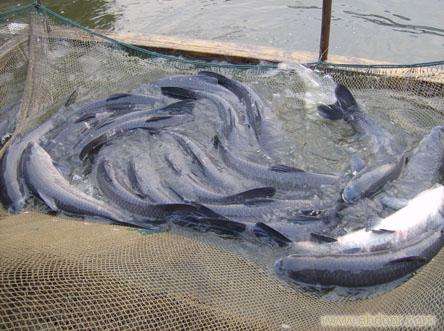 中科三號(hào)鯽魚  批發(fā)鯽魚 四大家魚 花鰱 草魚