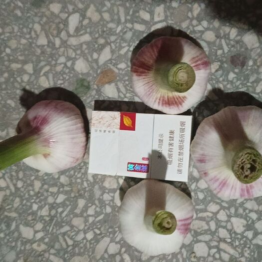 周口河南淮阳大蒜，扒皮蒜质量杠杠的