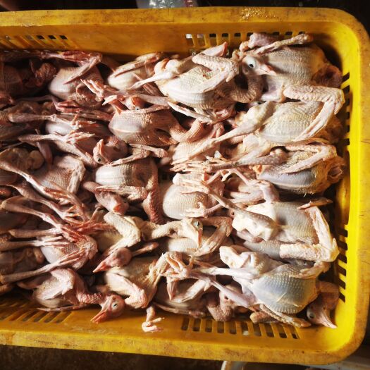 连平县新鲜现杀鸽子，次品鸽价格优惠，长期供货，欢迎来聊