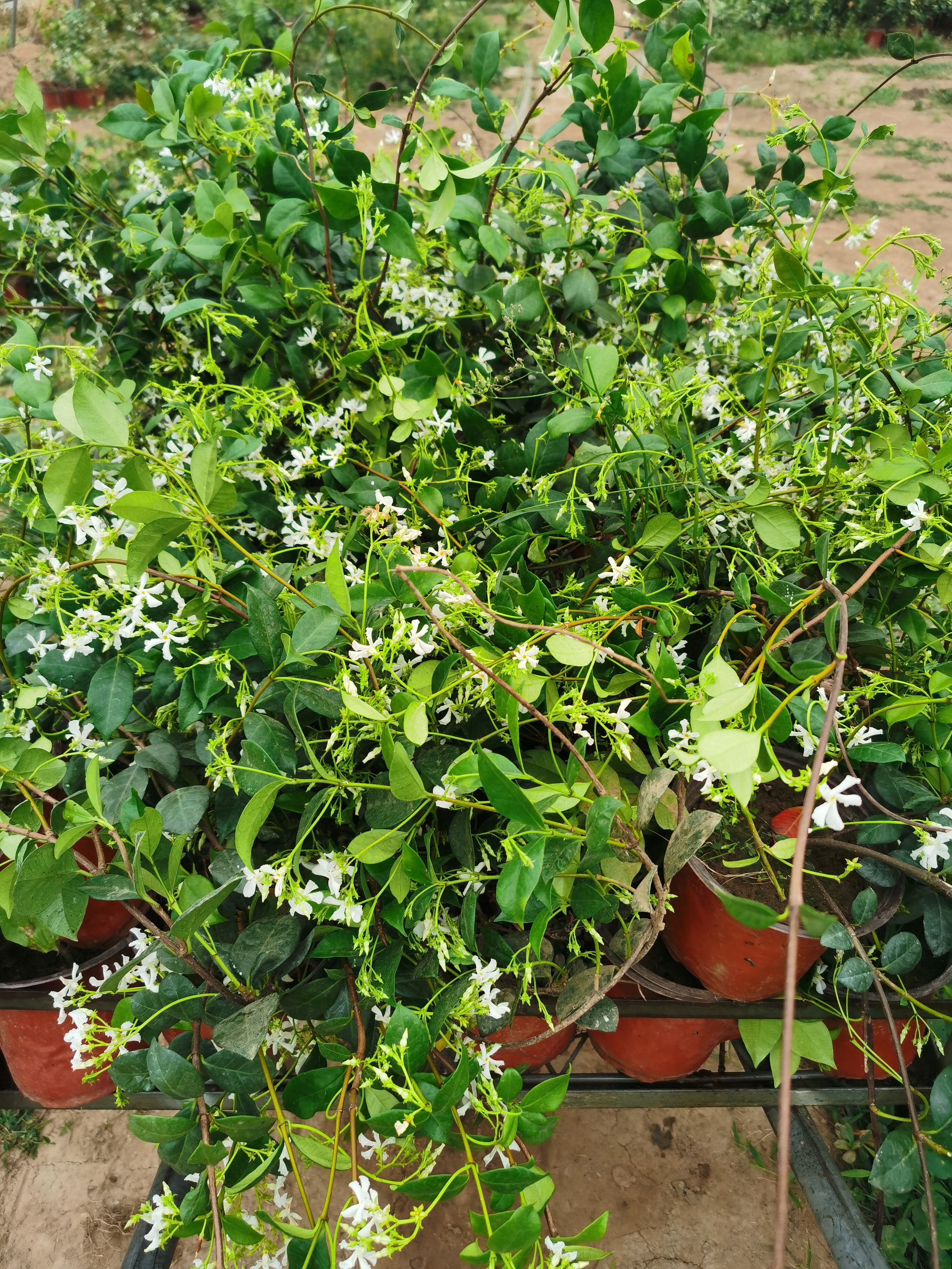 风车茉莉，山东省临沂市郯城县基地直发货，一手货源，保质保量。