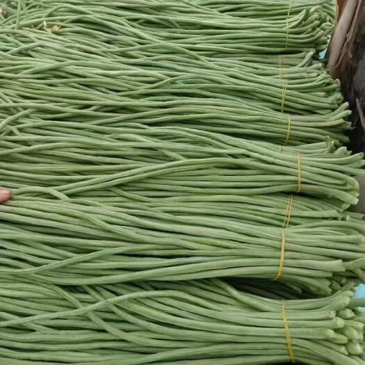 大名县精品豆角 现在豆角已经大量上市 需要的速度联系