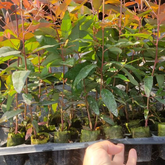 贺州29号桉树苗