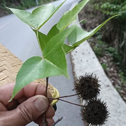 紫云县贵州中药材枫香树枫香果，路路通干果