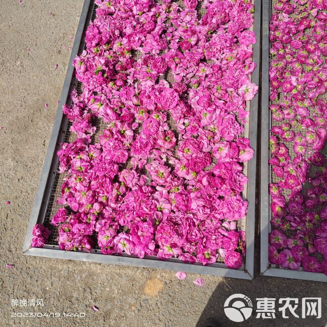 平阴玫瑰鲜花冠 手摘鲜花冠 鲜花蕾，平阴万亩玫瑰种植加工基地