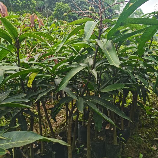 灵山县贵妃芒果苗大量供应1-3红粉粗嫁接苗品种好产量大次年结果