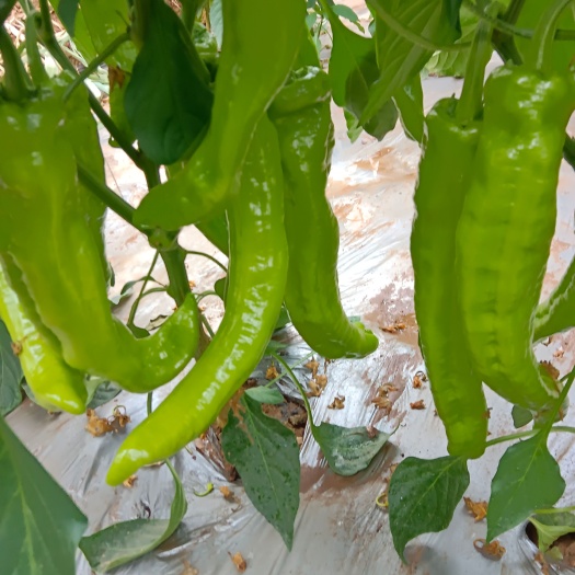 滑县黄皮椒