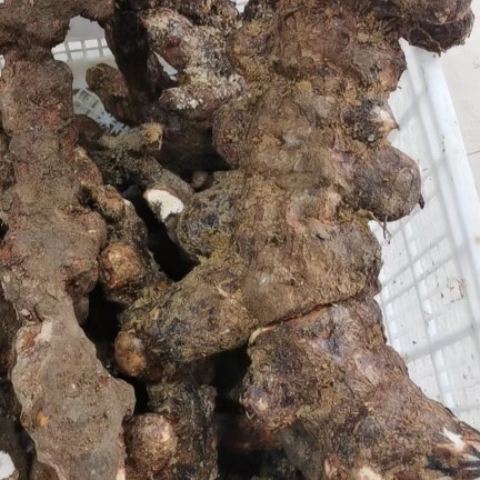 连州市新鲜白肉粉质土茯苓，