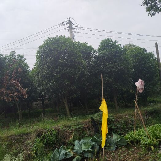 武汉大型桂花树