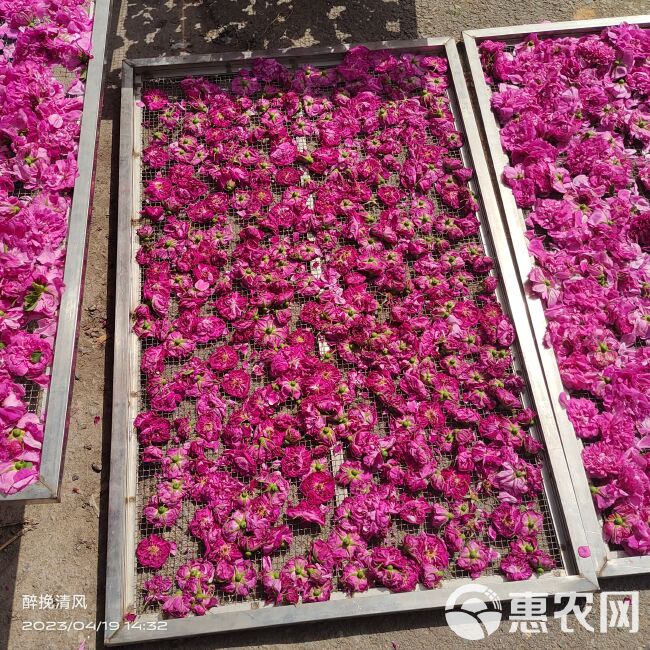 平阴玫瑰鲜花冠 手摘鲜花冠 鲜花蕾，平阴万亩玫瑰种植加工基地