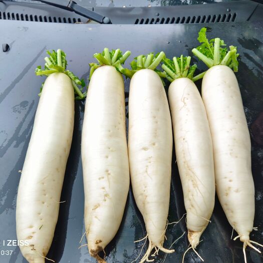 莘县沙地白萝卜