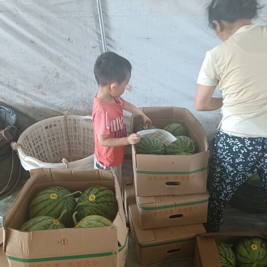 浏阳市蜜童无籽西瓜精品