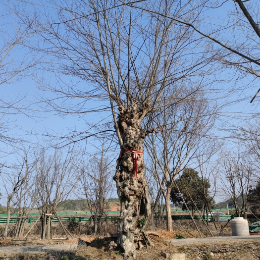 青阳县50公分青檀  青檀古桩 青檀古树  80公分青檀