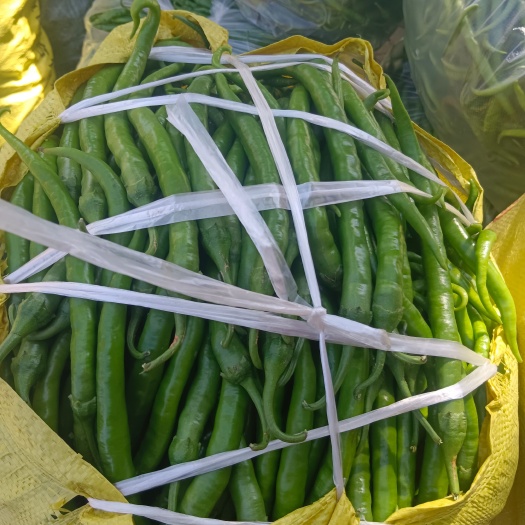 丘北县大量露天种植线椒上市，欢迎各位老板咨询，