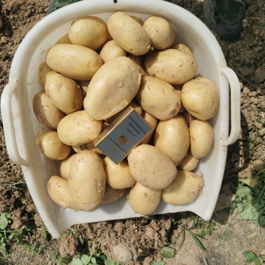 现挖土豆荷兰15，