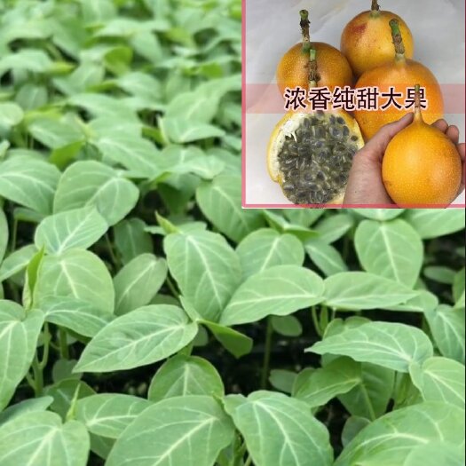 灵山县哥伦比亚热情果纯甜无酸清甜可口