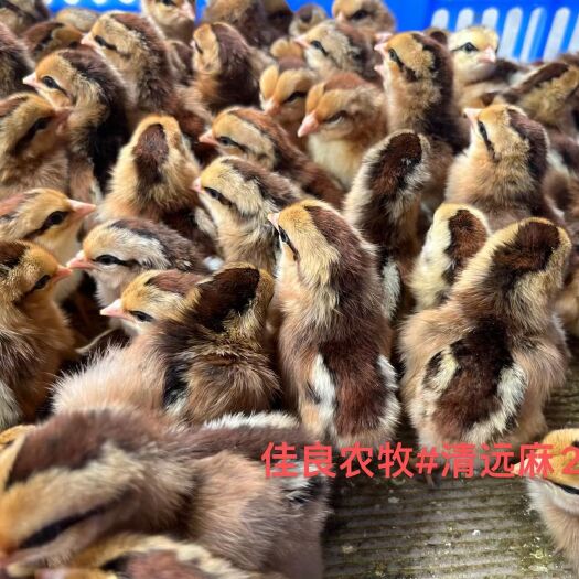 广州清远麻2号鸡苗公母 打好疫苗 全国发货
