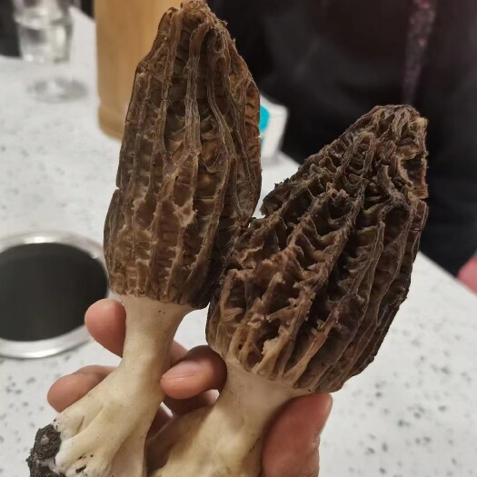 汶川县汶川高山种植羊肚菌合作社一件代发代办
