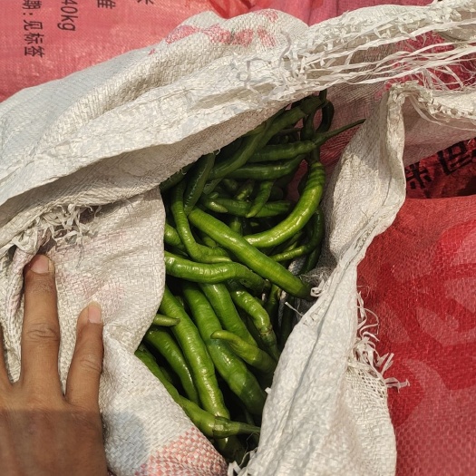 博白县二荆条