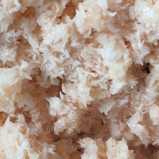 来宾黑水虻虫卵