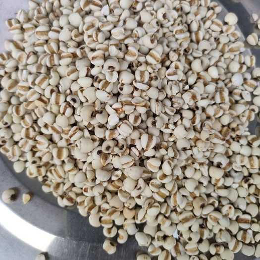 成都大薏仁
