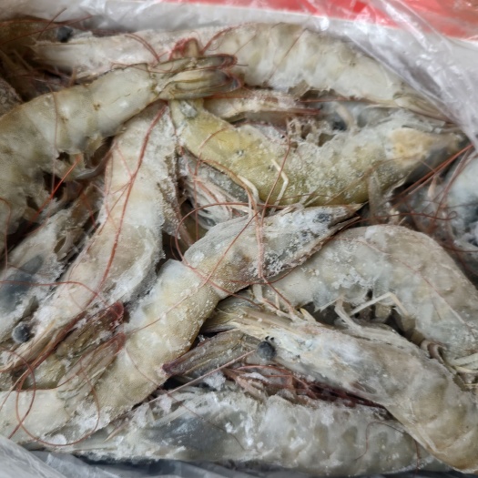 北海厄瓜多尔南美白虾