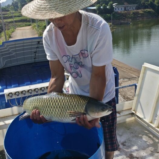 龙川县生态草鱼 人工养殖，大量供应，质量保证、场地直销。