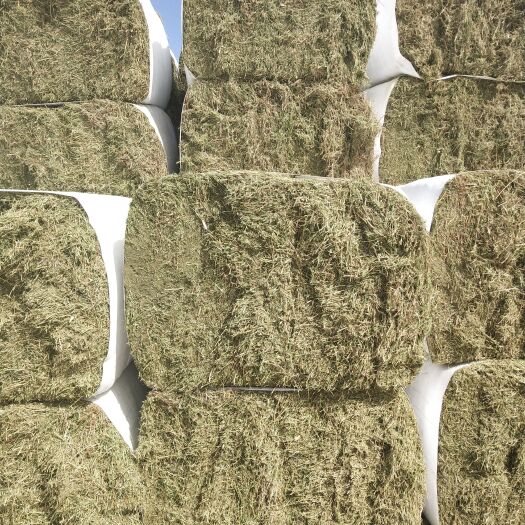 鄂温克旗苜蓿草