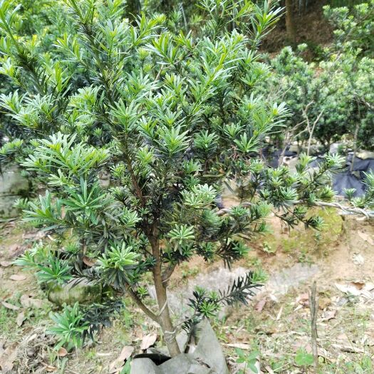 容县8年米叶罗汉松，菊花罗汉松树苗，干枝茂盛，造型好好素材