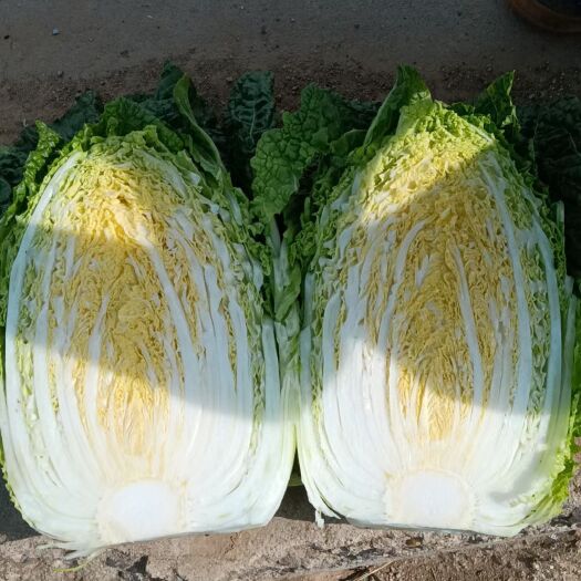 平度市白菜，山东黄心大白菜