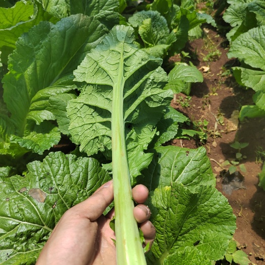 威宁县青菜
