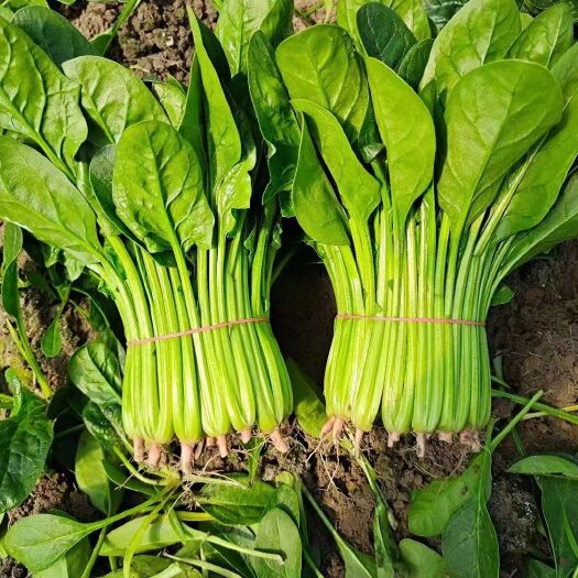 南通菠菜，奶白菜