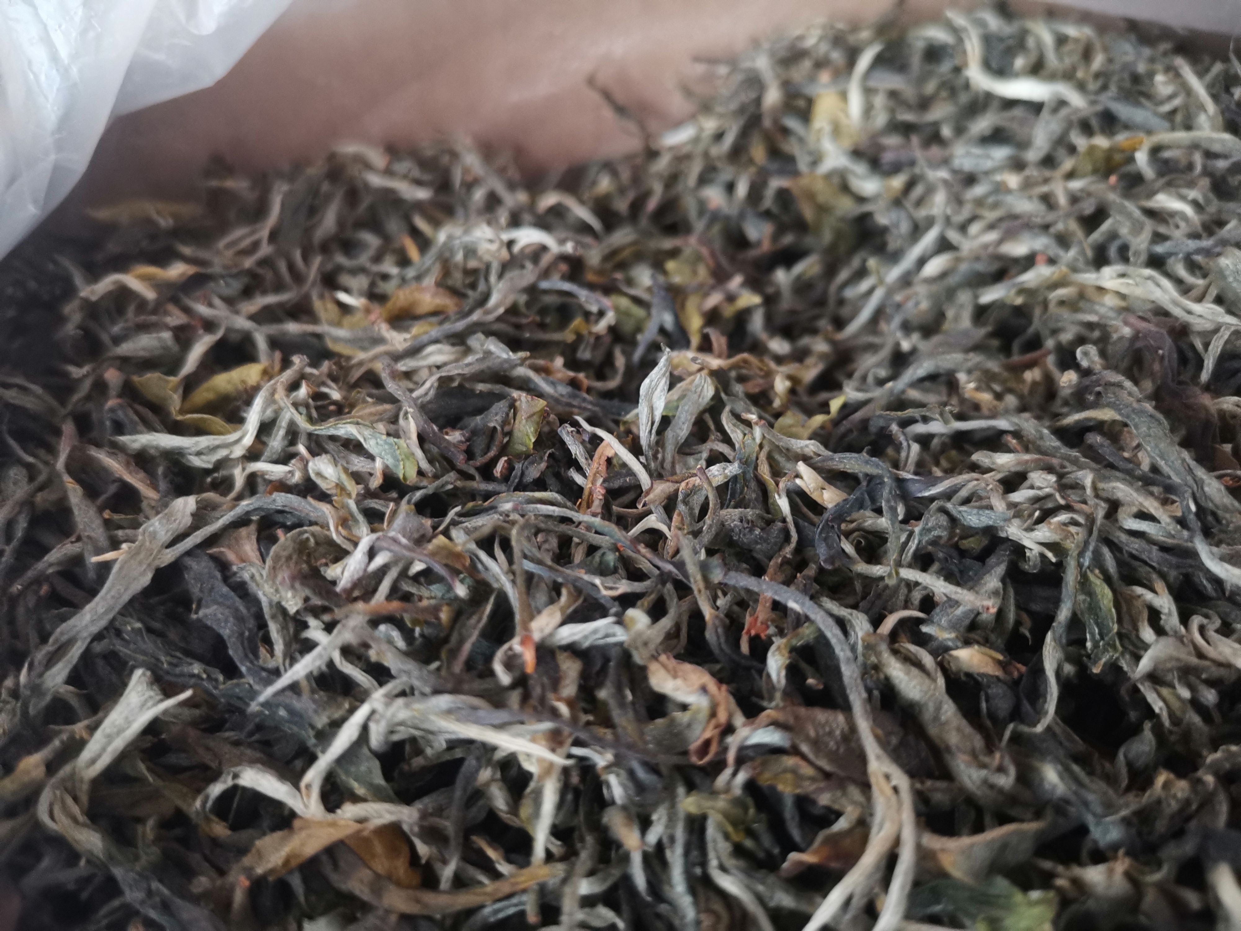 古树茶